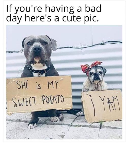 sweet tater dog.jpg